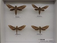 背線天蛾藏品圖，第2張